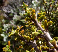 Coprosma pseudocuneata