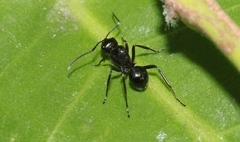 Polyrhachis robsoni