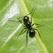 Polyrhachis robsoni - Photo (c) J. Bailey, some rights reserved (CC BY-NC)