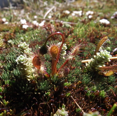 Drosera stenopetala