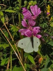 Small White