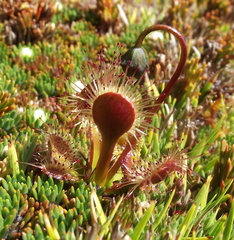 Drosera stenopetala