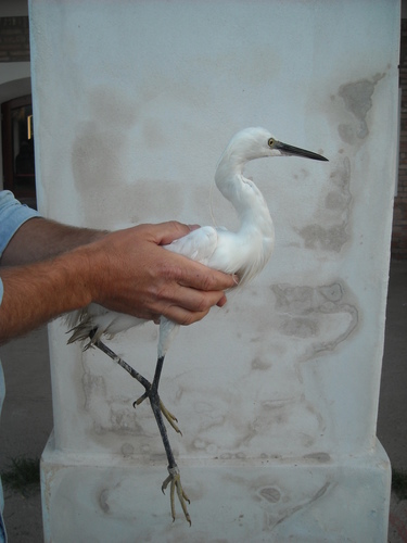 Egretta garzetta