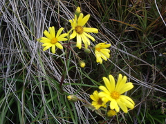 Dolichoglottis lyallii