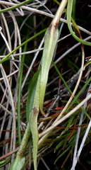 Dolichoglottis lyallii