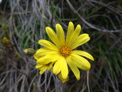 Dolichoglottis lyallii