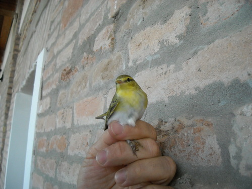Phylloscopus sibilatrix