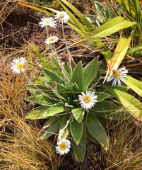 Celmisia semicordata