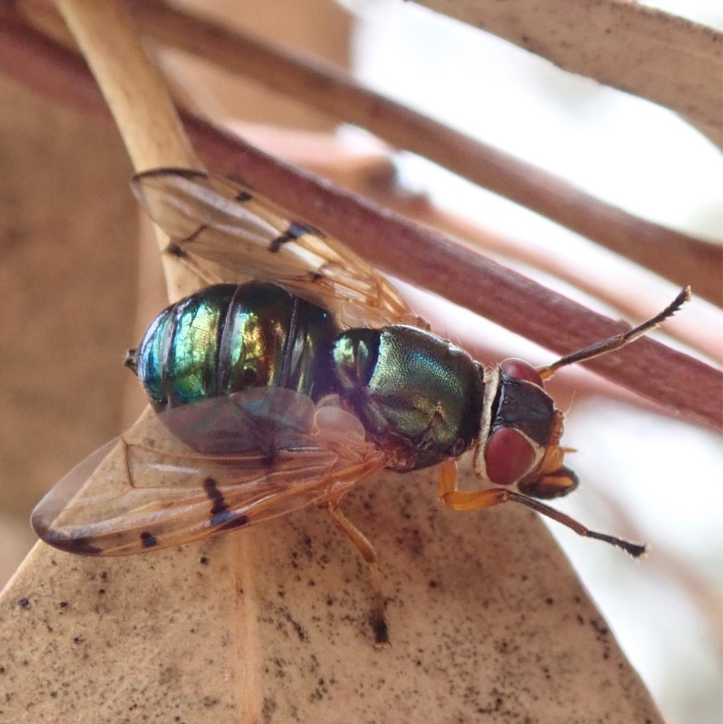 Lamprogaster imperialis