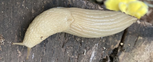 Polytoxon robustum