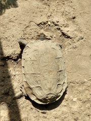 Rhinoclemmys pulcherrima rogerbarbouri