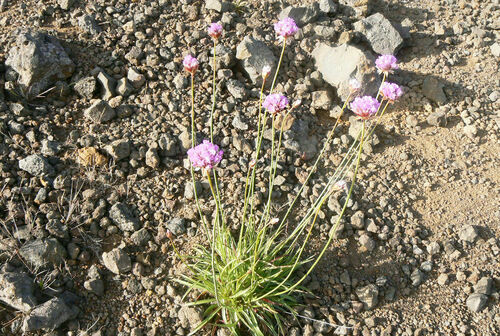 Armeria maderensis image