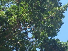 Pteropus seychellensis comorensis