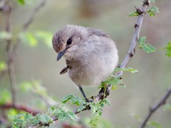 Bradornis microrhynchus