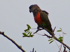 Poicephalus rufiventris