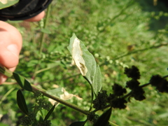 Chrysoesthia sexguttella