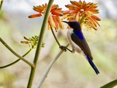 Anthreptes orientalis