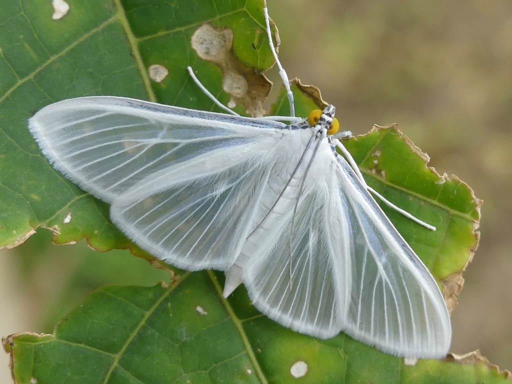 Satin White Palpita