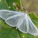 Satin White Palpita - Photo (c) spyingnaturalist, some rights reserved (CC BY-NC), uploaded by spyingnaturalist