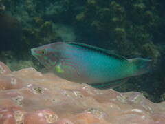 Pastel-Green Wrasse photo 3