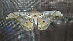 Rinaca thibeta okurai