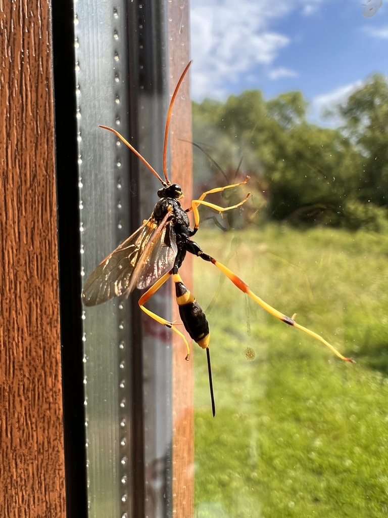 Acroricnus seductor