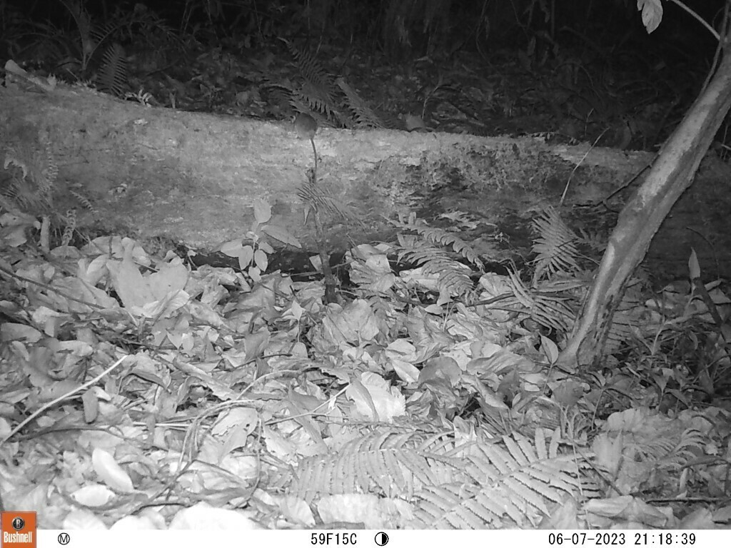 Creek Rats