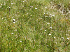 Erigeron patagonicus