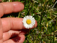 Erigeron patagonicus