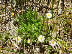Erigeron patagonicus