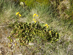 Calceolaria filicaulis