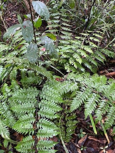 Asplenium nitidum observed 2022-09-29