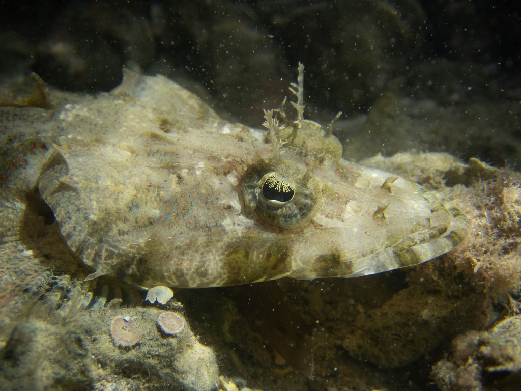 Fringe-Eyed Flathead