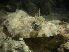 Fringe-Eyed Flathead photo 1