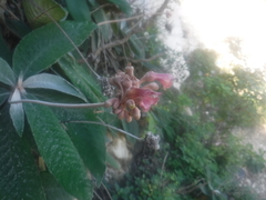 Rhytidophyllum leucomallon