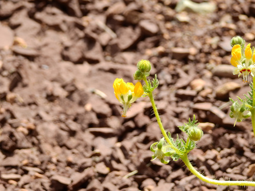 Loasa mendocina (Loasa mendocina)