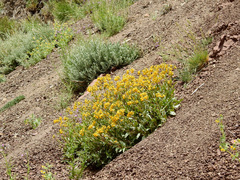 Calceolaria germainii