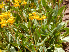 Calceolaria germainii