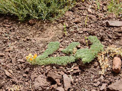 Tropaeolum polyphyllum