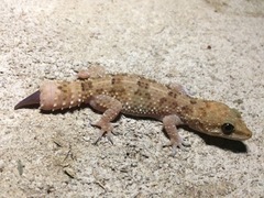 Hemidactylus angulatus