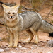 Pampas Fox - Photo (c) Pablo Fraire, some rights reserved (CC BY-NC), uploaded by Pablo Fraire