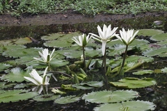 Nymphaea ampla
