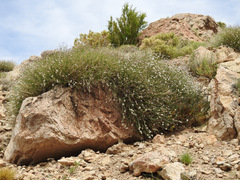 Junellia spathulata