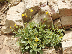 Calceolaria germainii