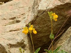 Calceolaria germainii