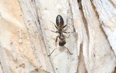 Opisthopsis respiciens