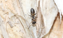 Opisthopsis respiciens