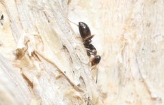 Opisthopsis respiciens