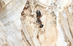 Opisthopsis respiciens