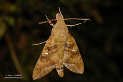 Nephele comma